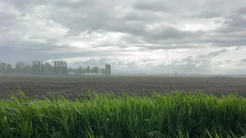 Rural Amsterdam, Low-angle rainy countryside panorama with wet grass and 库存影片 342751861