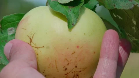 A rural apple in the hand. Stock Footage 331127325
