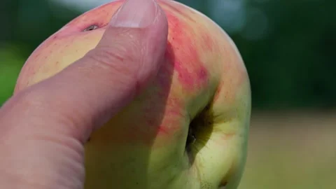 A rural apple in the hand. Stock Footage 331127335