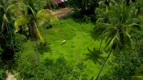 Rural Area Drone 1 Stock Footage 300411855
