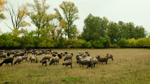 Rural Area. Flock of Brown Sheep Grazing, Walking in the Field by the Forest. Stock Footage 67863012