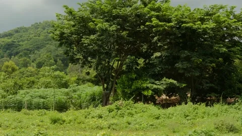 Rural area Stock Footage 140338440