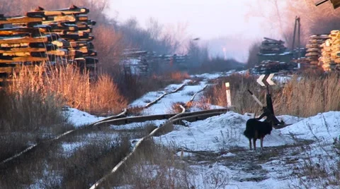 Rural Area by the Forest. Rail Road Crossing. Wooden Pallets on the Sides. Stock Footage 68029670