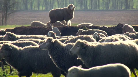 Rural Area. Herd of Sheep Grazing on the Field. Funny Animal Standing on the Stock Footage