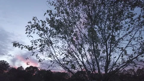 Rural area pink sundown sunset silhouette tree Stock-Footage 201882003