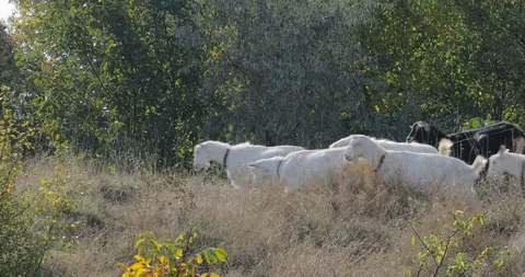 Rural areas Stock Footage 94131979