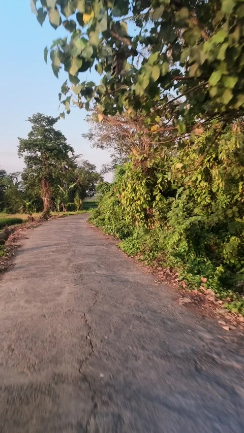Rural Asphalt Road Passing Through Lush Greenery and Palm Trees at Sunset Stock Footage 345508041