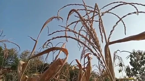 Rural beauty with dry corn fields. Vídeos de archivo 336318958