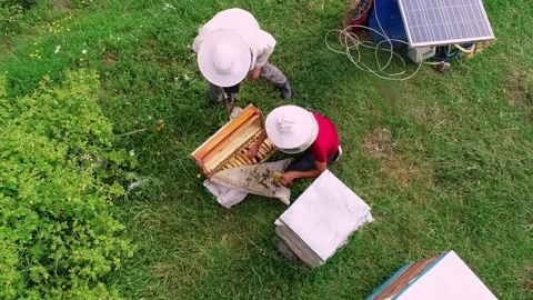 Rural Beekeeping Stock Footage 340649420