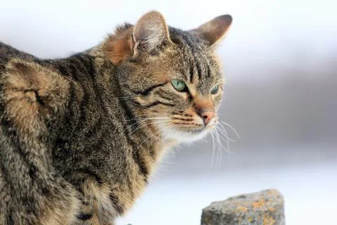 Rural cat Stock Photos