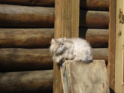 Rural cat Stock Photos