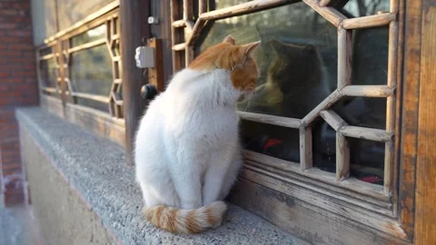 Rural cat resting on windowsill in yard Stock Footage 263804656