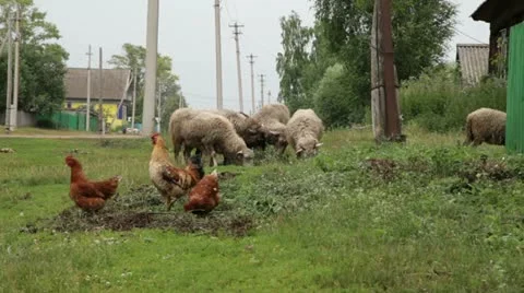 Rural cattle in a yard Stock Footage 11252966