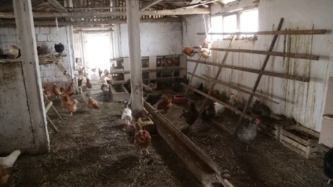 Rural chicken coop Stock Footage 85784222