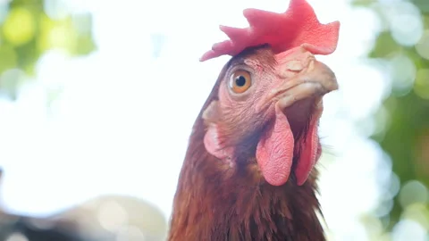 A rural chicken is looking at the camera. Outdoors. Close-up Stock Footage 124641879