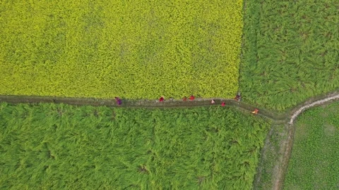 Rural children Stock Footage 252160731