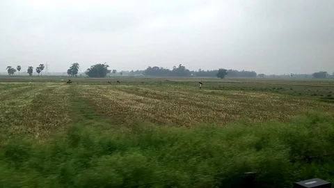 Rural Corn Field fromTrain Window Stock Footage 111653339