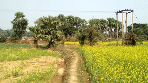 Rural Corn Field Muddy Road Stock Footage 160127583