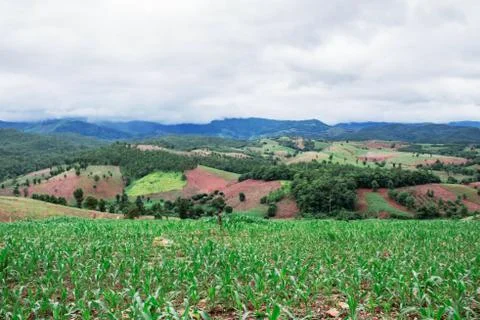Rural corn on mountains. Stock Photos