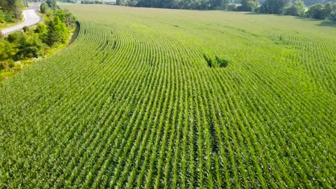 Rural Cornfield Aerial Stock Footage 307115407