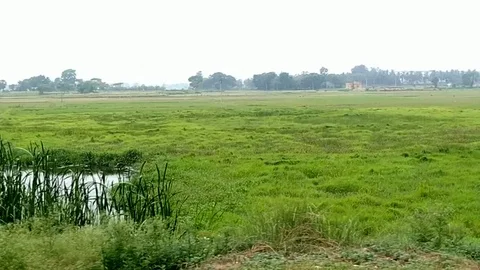 Rural Cornfield from running Train window. 動画素材 109782366