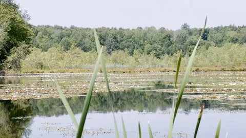 Rural country Lilly pond clear day Stock Footage 247560053
