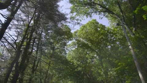 Rural country road on sunny day in bed of truck looking up at trees and road Stock Footage