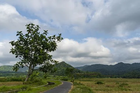 Rural Countryside Landscape with Tree and Winding Road in Green Hills Stock Photos