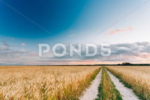 Rural Countryside Road Through Wheat Field Landscape. Yellow Bar Stock Photos