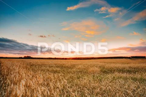 Rural Countryside Wheat Field At Sunset Sunrise Background. Colo Stock-Fotos