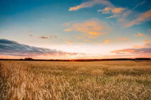 Rural Countryside Wheat Field At Sunset Sunrise Background. Colo Stock Photos