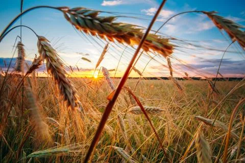 Rural Countryside Wheat Field At Sunset Sunrise Background. Colo Stock Photos