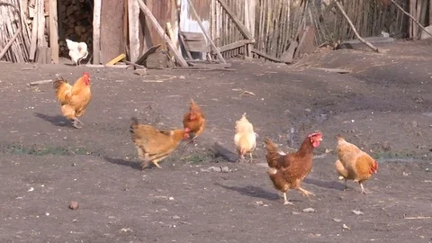 Rural courtyard with chickens Видео 84330050