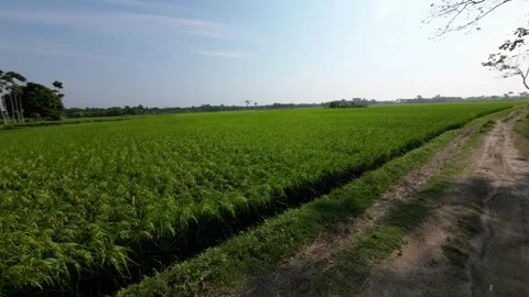 Rural Dirt Path Alongside Vibrant Green Paddy Fields on a Sunny Day Stock Footage 312912559