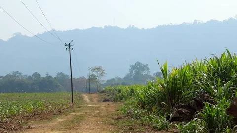 Rural Dirt Path Passing Through Green Crop Field with Hills Stock Footage 328824330
