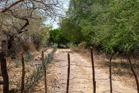 Rural dirt path surrounded by trees and agave plants near Cocula, Jalisco Stock Photos