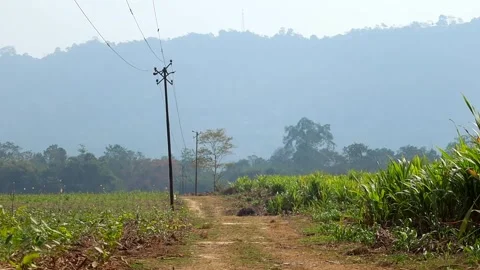 Rural Dirt Path Through Green Agricultural Fields with Power Lines Stock Footage 328824224