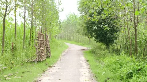 Rural Dirt Path Through Green Forest Видео 343907790