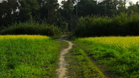 Rural dirt path through mustard field and green farmland Stock Footage 328340569