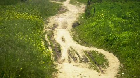 Rural dirt path winding through a green field of yellow mustard flowers in Stock Footage 348271747