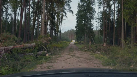 Rural dirt road through dense pine forest with fallen trees and cut logs after Stock Footage 345529762