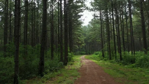 Rural dirt road through pine trees forest woods Stock Footage 162406367