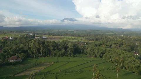 Rural East Java Drone Footage Volcanic Mount Raung In Distance Rice Fields And Stock-Footage 345013267