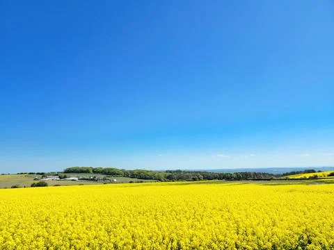 Rural England’s Rapeseed Fields in Spring against a Blue Sky Stock Photos