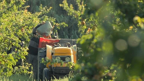 Rural Environment Shot in Orange Trees Field Stock Footage 108842882