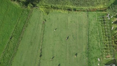 Rural farm and fields Stock Footage 210595059