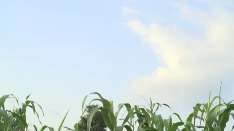 Rural Farm Corn field Stock Footage 75253677