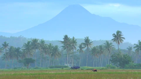 Rural farm workers in rice fields in front of Mt Merapi volcano Java Indonesia Stock Footage 67391451