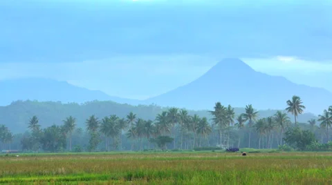 Rural farm workers in rice fields in front of Mt Merapi volcano Java Indonesia Stock Footage 67391460