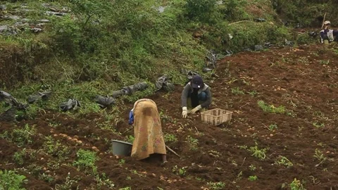 Rural farmers working happily in the fields, with beautiful natural scenery Stock Footage 169987551